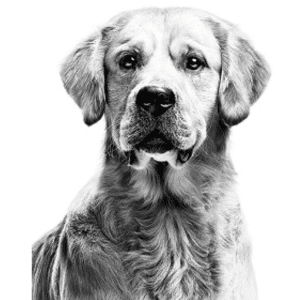 1 an d'alimentation canine à gagner 🐶🐾