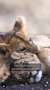 1 safari-stage photo au Kenya pour 1 personne du 9 au 19 juin 2025 avec un photographe professionnel + 1 appareil photo Canon EOS R7 valeur 6 000 €