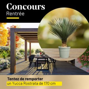 1 plante Yucca Rostrata de 170 cm