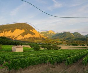 1 séjour dans le vignoble pour 2 personnes avec visite, repas et dégustation
